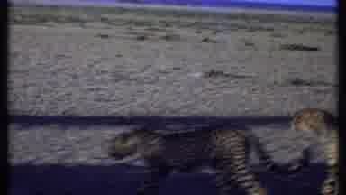 Kenya (1969): Three Large And Spotted Feline Cats Are Seen In A Vast Desert Laying