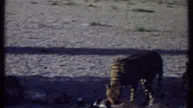 Kenya (1969): A Spotted Leopard Feasts On A Meal While Another Leopard Rests In