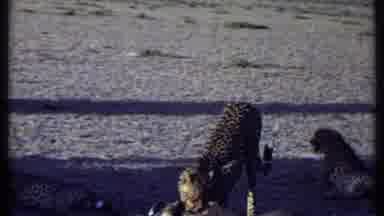 Kenya (1969): Cheetah Eating Prey On A Clear Sunny Day