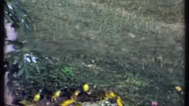 Kenya (1969): Pretty Yellow Birds That Are Sitting In The Grass And Flew In A Tree