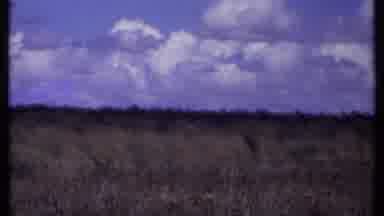 Kenya (1969): Big Field Then A Herd Of Cows Walking By