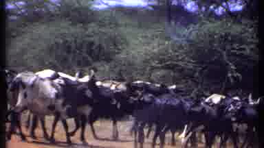 Kenya (1969): Black And White Oxen Grazing Around In The Wild World