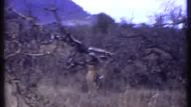 Kenya (1969): Wilderness And Animals Such As Cows And Squirrels