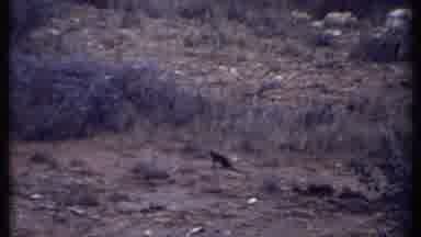Kenya (1969): Marsh Land With A Bird