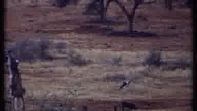 Kenya (1969): Wildlife In The Savannah