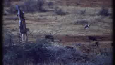 Kenya (1969): High Angle Some Cattle Grazing A Grassy Area On A Cloudy Day