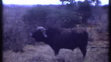 Kenya (1969): Showing Cows And Lions In A Safari Setting