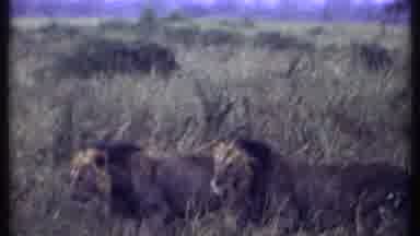 Kenya (1969): Two Magnificent Male Lions Walk Their Habitat As The Kings They Are