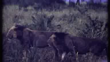 Kenya (1969): Men By A River On Safari Watching Lions In The Grasses