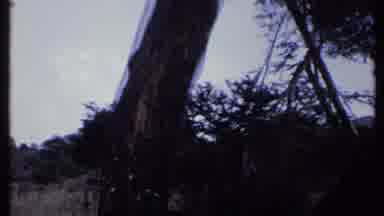 Kenya (1969): A Monkey Climbs A Tree And Then Pauses To Eat Something From The