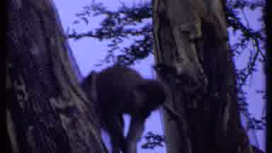Kenya (1969): The Little Monkey Climbing Down The Tree About To Find Some Food
