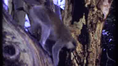 Kenya (1969): Monkey In Tree