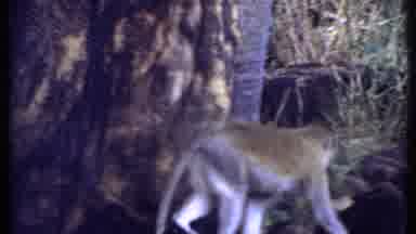 Kenya (1969): Monkey With Long Tail Running Around Playing On Grassland Shaky