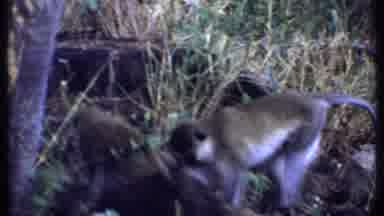 Kenya (1969): Monkeys In Roaming For Food In Trees And Bushes And Floating Along A