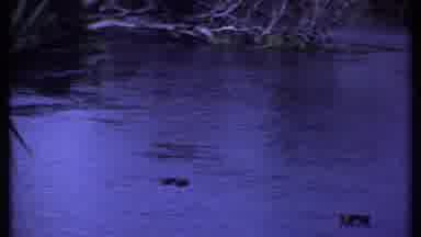 Kenya (1969): Nighttime And Daytime Version Of Nature With Trees And Water