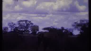 Kenya (1969): Camera Captures The Elephant As It Grazes On The Grasses