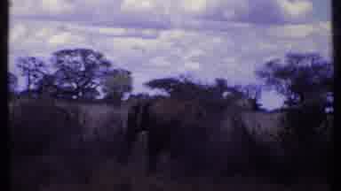 Kenya (1969): Elephants Grazing In Tall Grass And Trees On A Clear Day