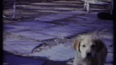 California USA-1971: Puppies Looking At The Camera On A Stone Path