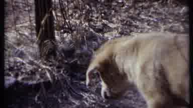 California USA-1971: Woman Taking Care Of Her Three Dogs