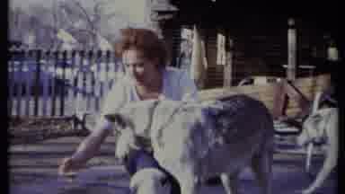 California USA-1971: Woman Kneeling and Petting Dogs and Puppies in Backyard