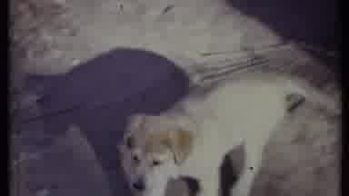 California USA (1971): Dogs Eating And Walking