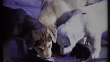 California USA (1971): Three Puppies Eat Wet Dog Food From A Large Bowl On Sunny