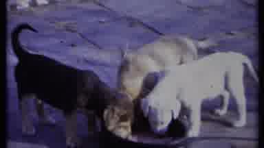 California USA (1971): Three Young Dogs Drinking Milk From A Bowl