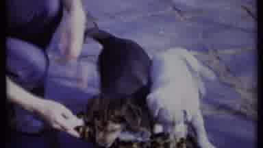 California USA (1971): Puppies Get A Good Grip On Toy Resist Man's Attempts To