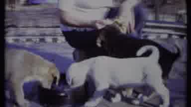 California USA (1971): Dogs Playing With Stuffed Toy While Drinking Water