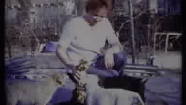 California USA (1971): Woman Plays With Puppies With Chew Toy Then Mother Canine