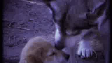 California USA (1971): Loving Mama Dog Licking And Cleaning Three Fluffy Puppies
