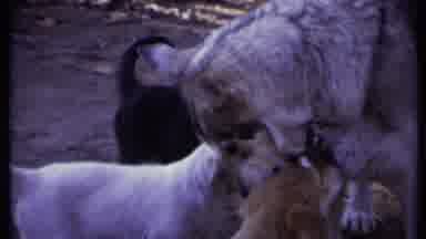 California USA (1971): A Big Tall Husky And Wolf Mix Dog With Puppies Surrounding
