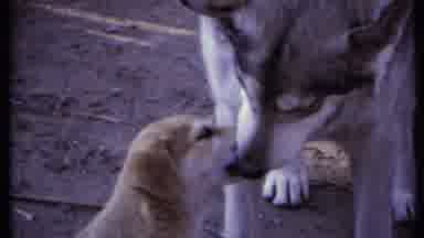 California USA (1971): Golden Retriever Puppy Sucks Up To Adult Dog And Licks Its