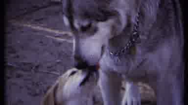 California USA (1971): A Dog And Puppy Lick Each Other Followed By A Clip Of A