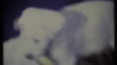 California USA (1971): High Angle A White Puppy Holding A Piece Of Paper In Its