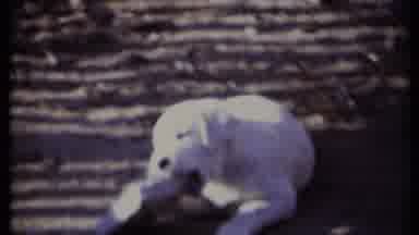 California USA (1971): A White And Brown And Dark Pup Play Together Before The