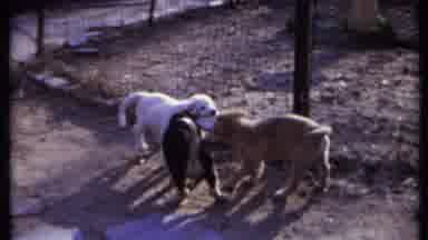 California USA (1971): Dogs At Home Slurping The Water Bowls Three In The Fenced