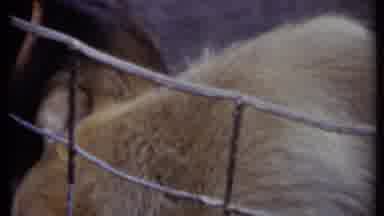 California USA (1971): Dogs In Caged Area Drinking From Water Bowl Together