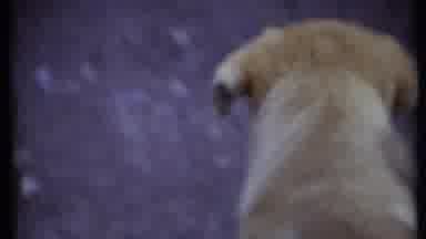 California USA (1971): Dogs Walking Around Sniffing Things And Playing With Each