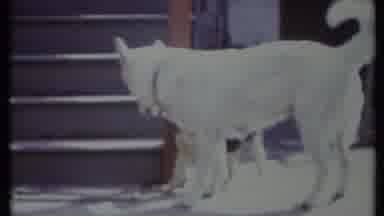 California USA (1971): Adult Female Dog Plays And Runs Alongside Two Puppies On