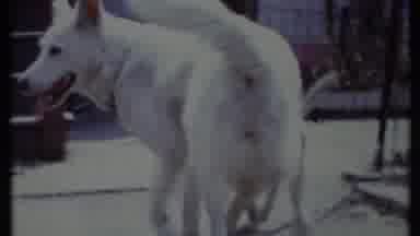 California USA (1971): White Shepherd Beagle Mix And Terrier Mix Dogs On The