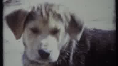California USA (1971): Dog Looking Around Then Sees Person Holding Camera And Runs