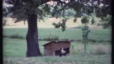 California USA (1971): A Dog Stands In Front Of His Doghouse Near A Tree While The