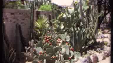California USA (1971): Cactus Along A Trail In Bloom On A Hot Summer Day Where