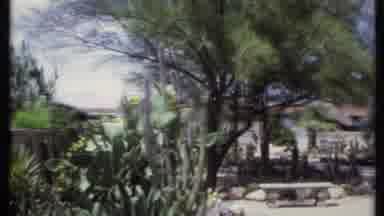 California USA (1971): Green Trees And Cactus Plants On A Bright Sunny Day