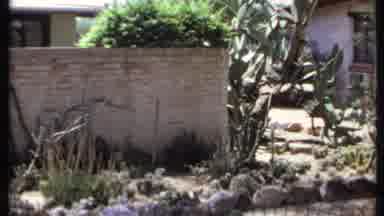 California USA (1971): Green Tree And White Brick Wall On A Clear Day