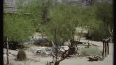 California USA (1971): Bare Tall Mountain Forest Flapping Vigorously In The
