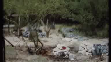 California USA (1971): Desert Garden In The Daylight With Rocks Sand And Plants