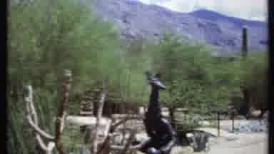 California USA (1971): Trees Blowing In The Wind On Ranch With Mountains In