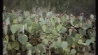 California USA (1971): This Beautiful Cactus Garden Where Flower Is Seeing On